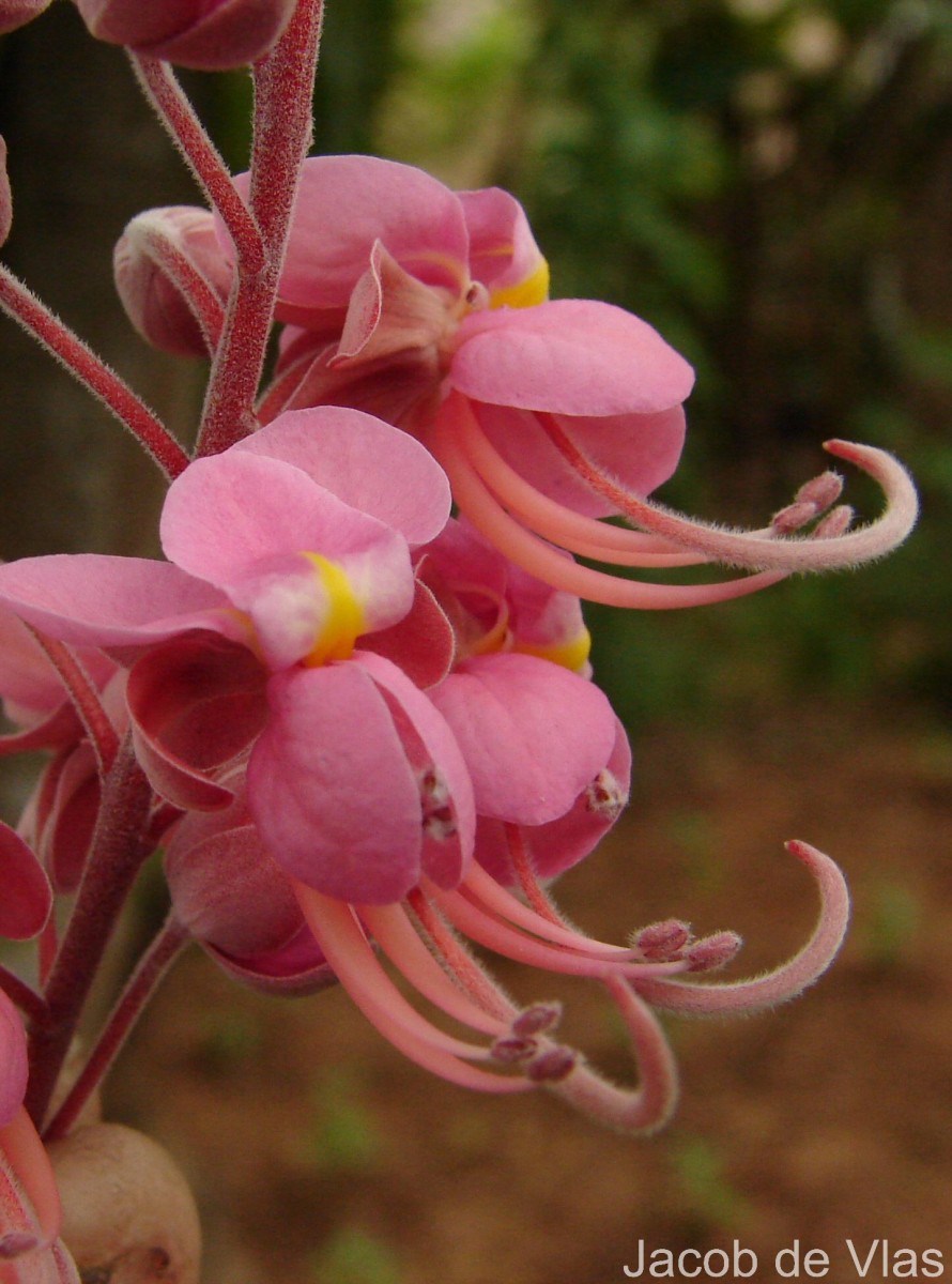 Cassia grandis L.f.